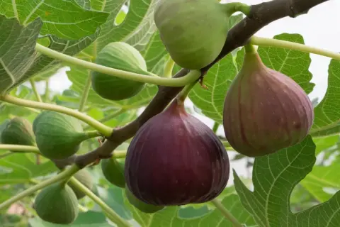 Fikonmognad på grenen. Gröna och mörklila frukter hänger bland stora, gröna blad. En dröm att odla fikon i Sverige!