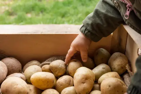 Dziecko wybiera ziemniaki z drewnianej skrzynki. Zastanawiasz się, jaki nawóz pod ziemniaki będzie najlepszy?
