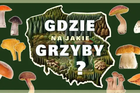Gdzie na grzyby z noclegiem? Sprawdzone regiony i komfort
