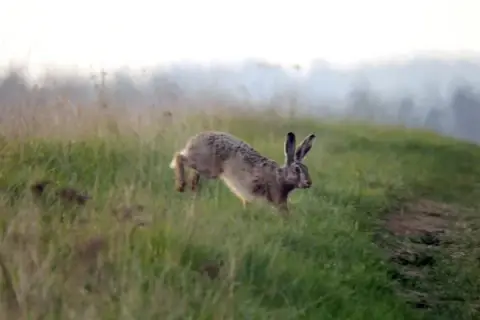 Jak szybko biega zając i co wpływa na jego prędkość?