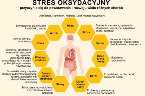 Stres oksydacyjny wpływa na mózg, wzrok, skórę, serce, układ krwionośny, nerki, układ hormonalny, stawy, układ odpornościowy, płuca i wielonarządowo. Antyoksydanty pomagają chronić organizm.