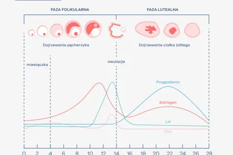 Prawidłowy cykl miesiączkowy: Ile dni to norma i kiedy do ginekologa?