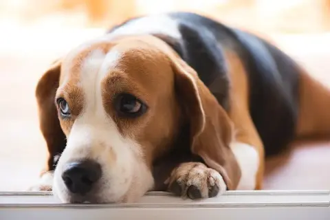 Smutny beagle leży, jego oczy wyrażają troskę o zdrowie. Może potrzebuje badań na lipazę u psa?