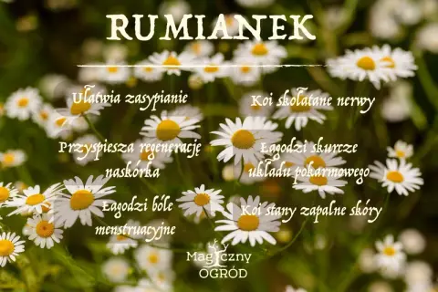 Rumianek: łagodzi bóle, ułatwia zasypianie, koi nerwy. Napar z rumianku to naturalne wsparcie dla zdrowia.