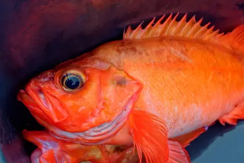 Nahaufnahme von zwei leuchtend orangefarbenen Fischen, die in einem dunklen Behälter liegen. Vorsicht bei giftigen Fischen in Norwegen!