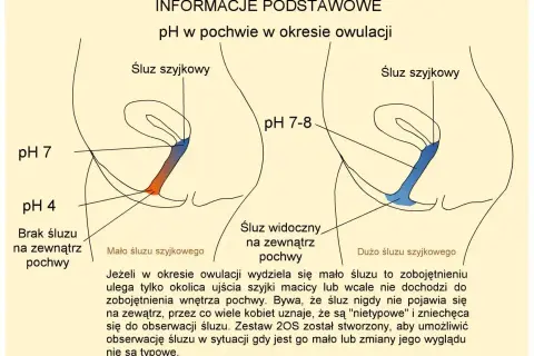 Ilustracja pokazuje zmiany pH i śluzu szyjkowego w pochwie podczas owulacji. Mało śluzu szyjkowego może być mylone z brakiem śluzu przed okresem.