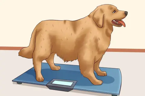 A golden retriever stands on a scale, a visual guide on how to help dog lose weight.