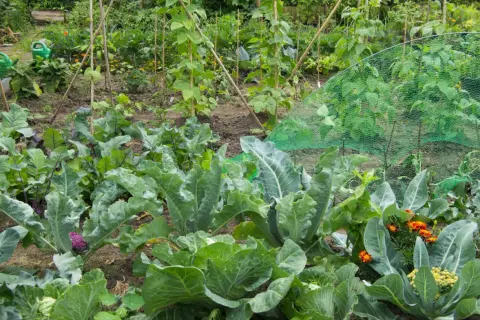 Ein bunter Gemüsegarten mit Kohl, lila Blumenkohl und orangefarbenen Blumen. Hier wächst alles, was neben Blumenkohl gut gedeiht.