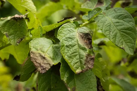 Feuilles de pomme de terre atteintes de mildiou, nécessitant un traitement fongicide.