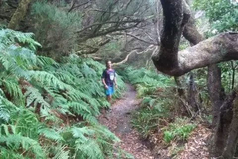 Senderismo por el monte de las Mercedes, un sendero frondoso rodeado de helechos y árboles centenarios.
