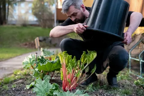 Man klipper rabarber. Efter midsommar kan rabarber vara giftiga, så det är bra att vara försiktig.