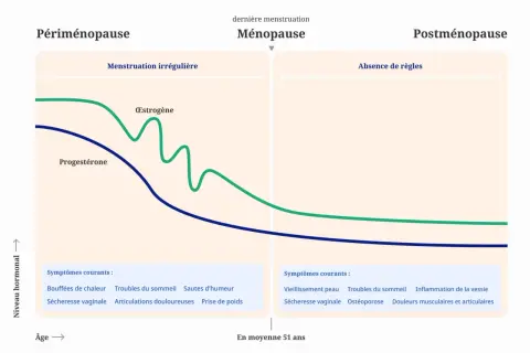 Graphique montrant la baisse des hormones œstrogène et progestérone, marquant la périménopause, la ménopause et la postménopause, avec les symptômes associés.