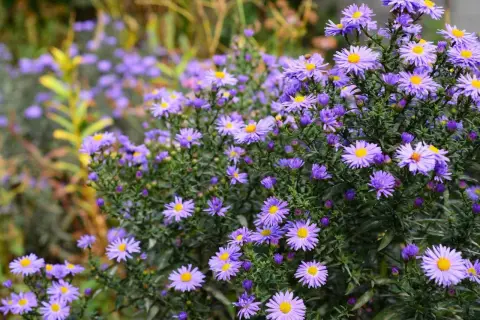 Ein Meer aus lila Astern, die noch blühen. Diese Blumen sind eine tolle Antwort auf die Frage: welche blumen kann ich jetzt noch pflanzen?