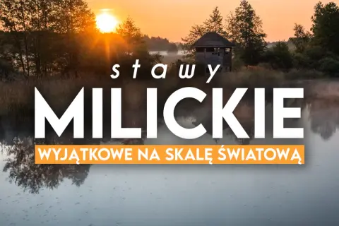 Mglisty poranek nad stawami milickimi. Idealne miejsce na odkrywanie tras rowerowych i podziwianie przyrody.