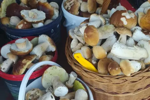 Grzybobranie w Świętokrzyskiem: Gdzie szukać borowików i podgrzybków?