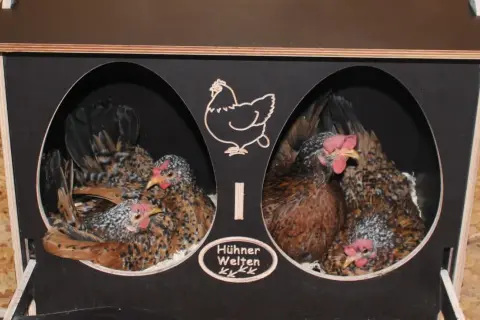 Zwei Hühner sitzen in ihren Nestern, bereit zum Entglucken. Ein Schild mit der Aufschrift "Hühner Welten" ziert die Brutbox.