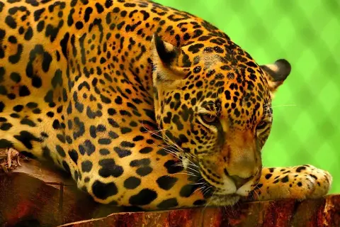 Czym się żywi jaguar? Zaskakujące fakty o jego diecie i polowaniach