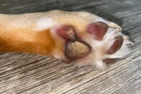 Almohadilla de perro con hiperqueratosis, mostrando engrosamiento y descamación.