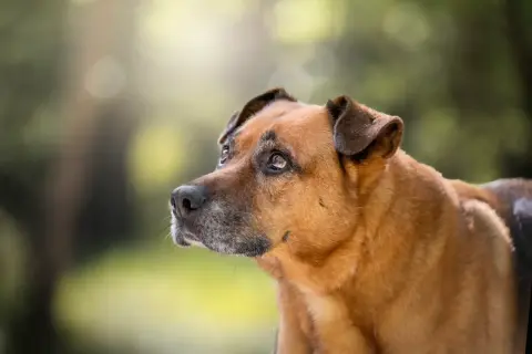 Un perro mestizo de pelaje marrón y gris, con orejas caídas, mira con desconfianza. Parece que mi perro no quiere salir a la calle hoy.