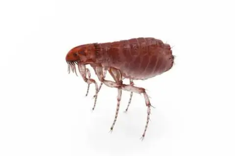 Cómo usar bomba pulgas de forma segura y efectiva en tu hogar