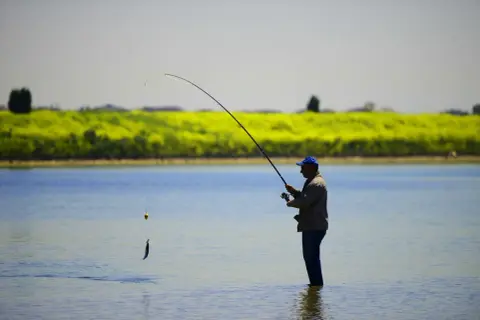 Pêcheur dans l'eau, tenant une canne à pêche avec un poisson suspendu, peut-être un perche royale, sur fond de champ de fleurs jaunes.