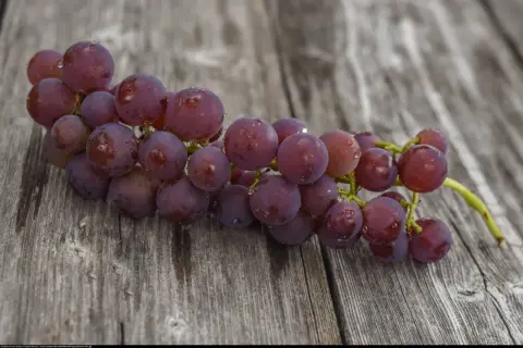 Pęk winogron odmiany Swenson Red, pokryty kroplami wody, leży na drewnianym blacie.