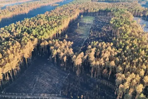 Widok z lotu ptaka na puszczę solską po pożarze. Czarne, spalone tereny przeplatają się z zielonymi i brązowymi drzewami.