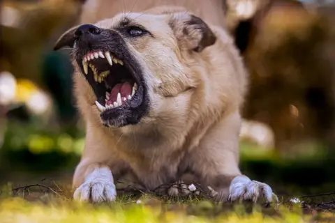 Pies pokazuje zęby, warczy. To agresja lękowa u psa, który czuje się zagrożony.