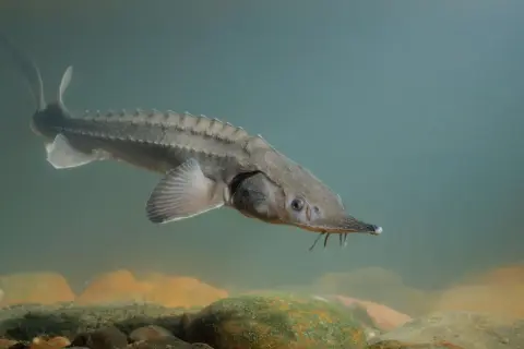 Un esturgeon, poisson emblématique de France, nage dans les eaux claires, son corps couvert d'écussons le protégeant.