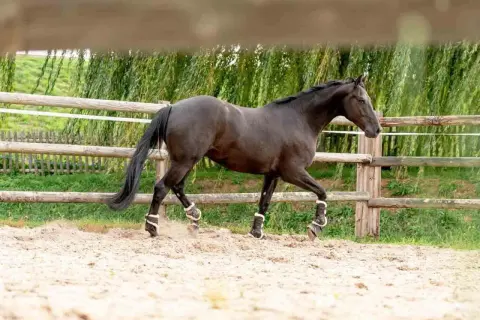 Ciemnobrązowy koń w ochraniaczach na nogach wchodzi w **galop a cwał** po piaszczystym wybiegu, za drewnianym płotem.