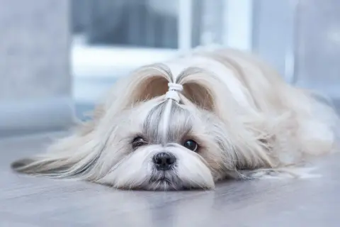 Uroczy piesek rasy shih tzu leży na podłodze, z uroczą kokardką na głowie.