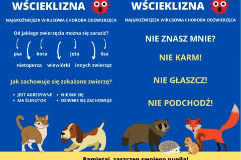 Wścieklizna u kota i innych zwierząt. Grafika ostrzega przed chorobą, pokazuje objawy i zaleca dystans. Pamiętaj o szczepieniu!