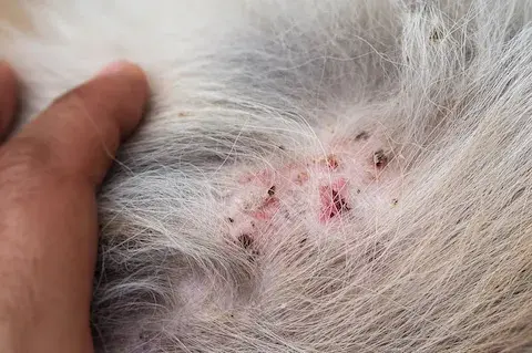 Cómo identificar y tratar cuando tu perro tiene pulgas efectivamente