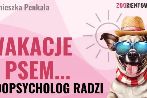 Masz psa i hotel? Poradnik: jak podróżować bez stresu!