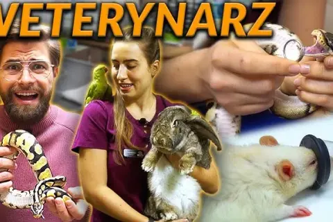 Ile zarabia weterynarz w zoo? Zaskakujące fakty o wynagrodzeniach