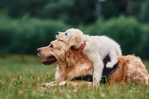 En stor golden retriever vilar i gräset med en valp som sitter ovanpå. En perfekt bild för en utfodringstabell hund.