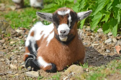 Adorable chèvre extra-toy, un bébé plein de vie, profite du soleil. Sa durée de vie promet de longues aventures.