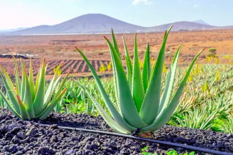 Aloes w doniczce: Gdzie kupić? Wybierz zdrowy egzemplarz!
