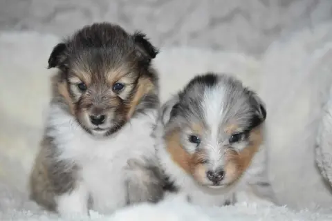 Deux adorables chiots Sheltie, parfaits pour la socialisation chiot, aux yeux bleus pétillants et au pelage doux, posent ensemble sur un fond blanc.