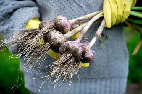Frisch geernteter Knoblauch mit Wurzeln, bereit zum Trocknen. Das Ergebnis von knoblauch selber pflanzen.