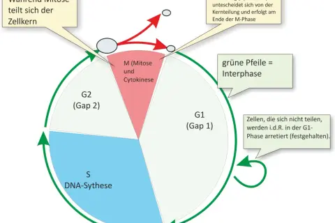Der Zellzyklus zeigt die Phasen G1, S (DNA-Synthese), G2 und M (Mitose/Cytokinese). Grüne Pfeile markieren die Interphase.