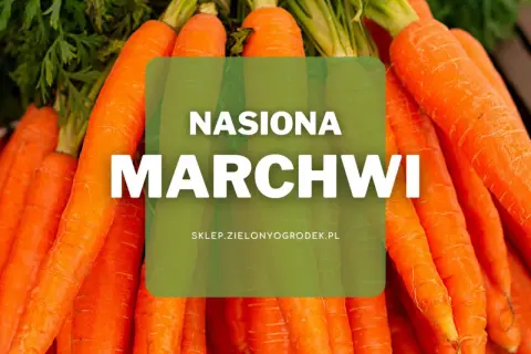 Pęczek świeżych, pomarańczowych marchwi z zielonymi naćmi. Na środku zielona nakładka z napisem "NASIONA MARCHIWI".