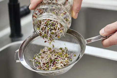 Frische Sprossen werden aus einem Glas in ein Sieb geschüttet, bereit für einen gesunden gemischten Salat mit Sprossen.