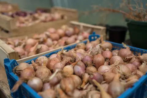 Kisten voller Schalotten, kleine, rosafarbene Zwiebeln, bereit für die Ernte. Sie sind ein Grundnahrungsmittel in vielen Küchen.