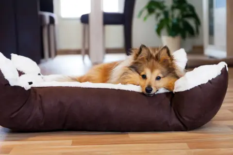 Ein Sheltie-Hund liegt in seinem Körbchen, aber der arme Hund kommt nicht zur Ruhe. Er schaut traurig in die Kamera.
