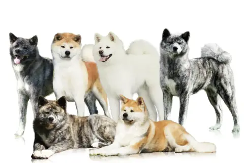 Akita Inu: Jak znaleźć elitarną hodowlę w Polsce?