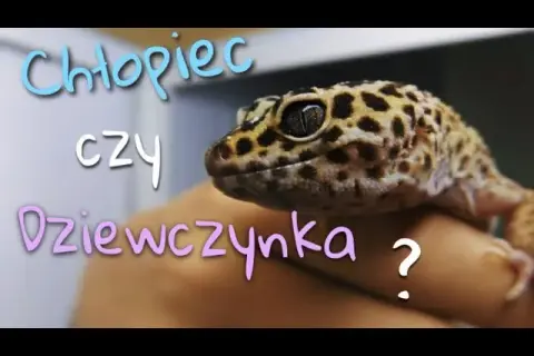 Jak rozpoznać płeć gekona orzęsionego - kluczowe cechy do zauważenia