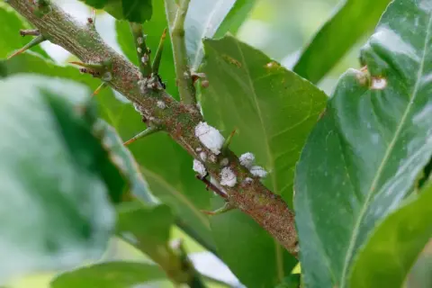 Ramo spinoso di agrumi con cocciniglie cotonose. Un rimedio anticocciniglia naturale è necessario per proteggere la pianta.