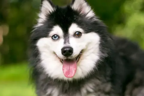 Un adorable alaskan klee kai con heterocromía, lengua afuera y pelaje negro y blanco, sonriendo en un jardín.