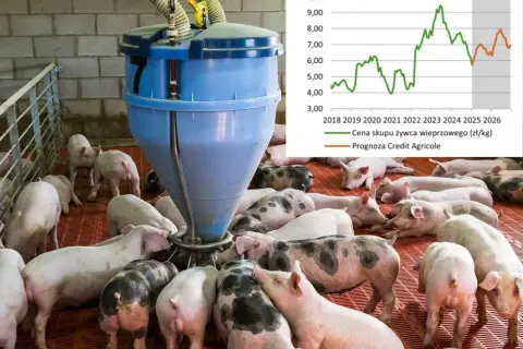 Po ile świnie w skupie? Sprawdź, jak uniknąć strat przy sprzedaży